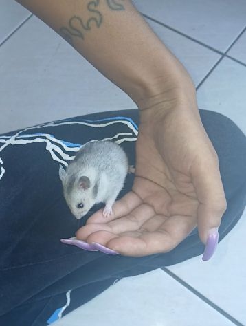 Cuccioli criceti - Foto 5