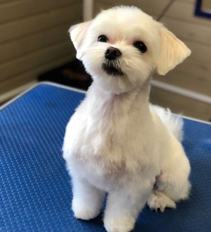 piccoli di maltese