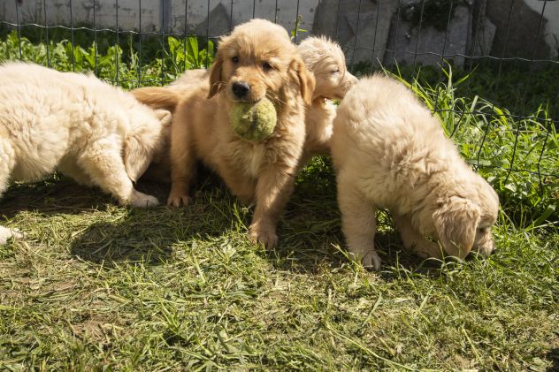 GOLDEN RETRIEVER CUCCIOLI - Foto 2