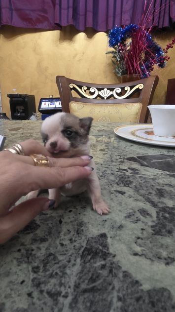 Chihuahua - Foto 2