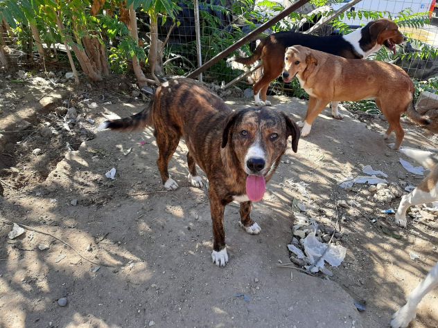 DOLCI CAGNOLINI TALGIA MEDIO GRANDE IN REGALO - Foto 3
