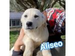 ALISEO, UN SOFFIO DI DOLCEZZA, CUCCIOLO IN ADOZIONE