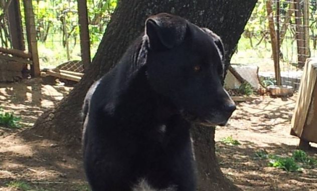 SASHA, femmina di molosso in cerca di casa - Foto 4