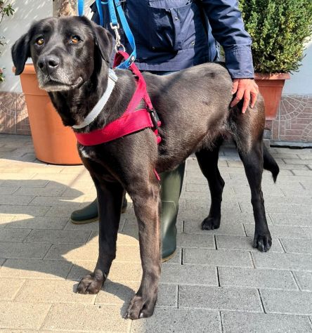 ELIJA  LABRADOR - Foto 4