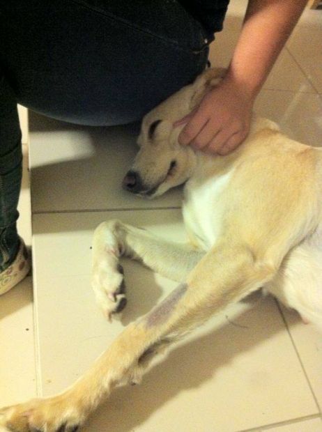 QUEEN E STELLINA, giovani cagnoline dolcissime - Foto 2