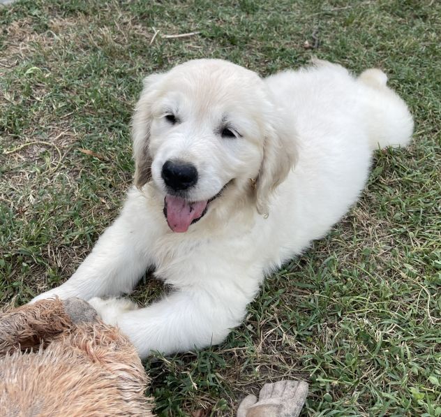 DISPONIBILI SPLENDIDI CUCCIOLI DI GOLDEN RETRIEVER - Foto 6