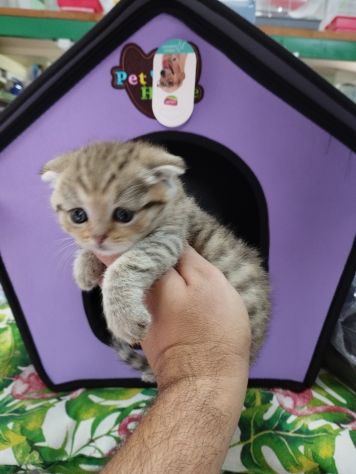 Cucciola di gatto scottish fold - Foto 2