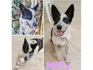 MILLY una bella cagnolina mix husky in adozione è ancora qui e cerca casa