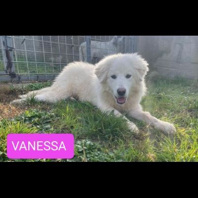 VANESSA DELIZIOSA NATA GIUGNO 2025 CANE IN ADOZIONE