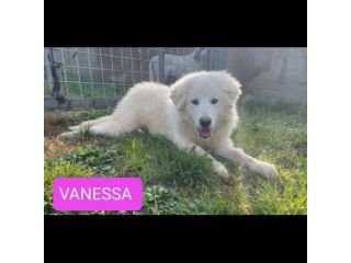 VANESSA DELIZIOSA NATA GIUGNO 2025 CANE IN ADOZIONE