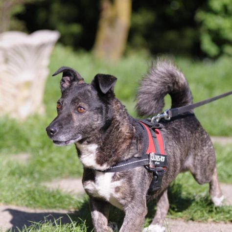 FLASH, 6 ANNI, TAGLIA MEDIO PICCOLA, RINCHIUSO DA TUTTA LA VITA IN CANILE - Foto 2