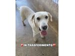 THOR DOLCISSIMO,  SOCIEVOLE, BRAVO AL GUINZAGLIO CANE IN ADOZIONE TG MEDIA