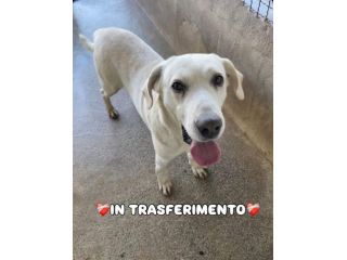 THOR DOLCISSIMO, SOCIEVOLE, BRAVO AL GUINZAGLIO CANE IN ADOZIONE TG MEDIA