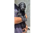 PEPE 2 MESI E MEZZO CUCCIOLO TAGLIA PICCOLA