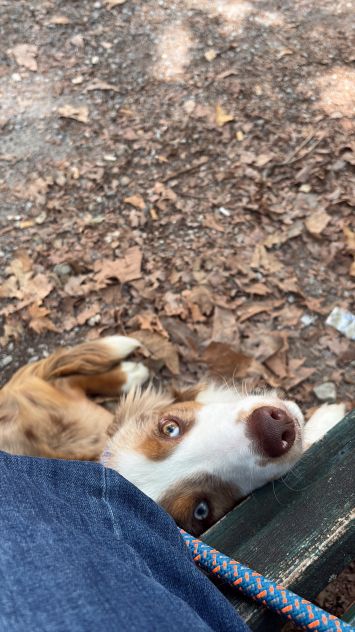 Miniature American Shepherd - Foto 5