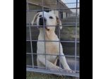 NEVE; SPLENDIDA CAGNOLONA, DIMENTICATA IN CANILE,  IN ADOZIONE
