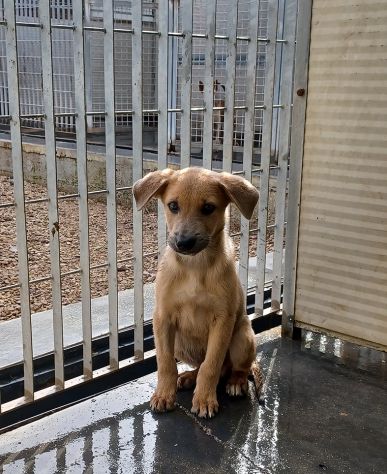 Paride dolce cucciolo in adozione