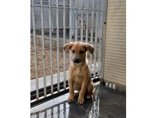 Paride dolce cucciolo in adozione