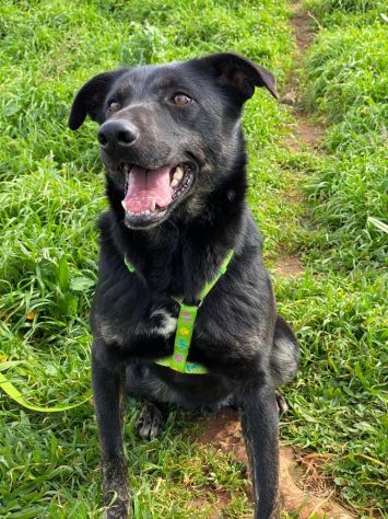 Amos da cucciolo vive in canile - Foto 3