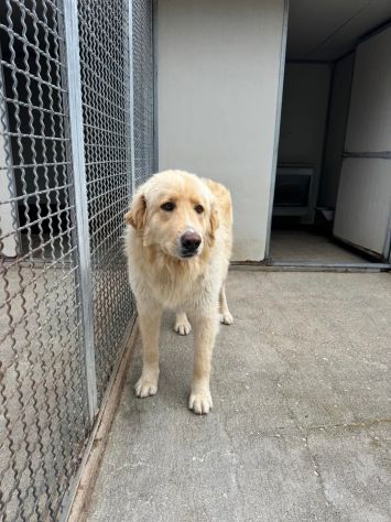 MINO 2 ANNI SIMIL GOLDEN RETRIEVER IN CANILE - Foto 4
