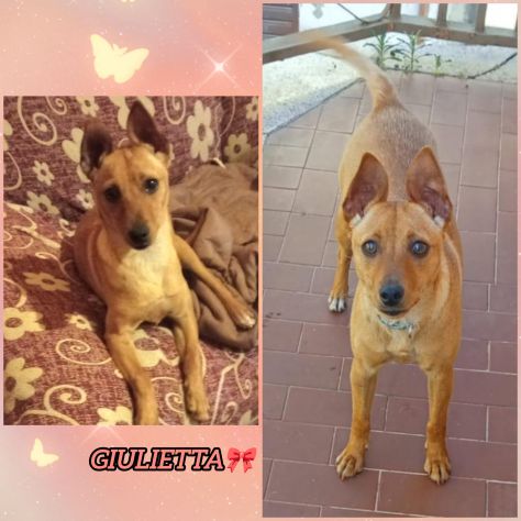 GIULIETTA TAGLIA PICCOLA