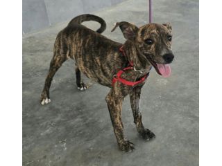 Clarissa 6 mesi taglia piccola