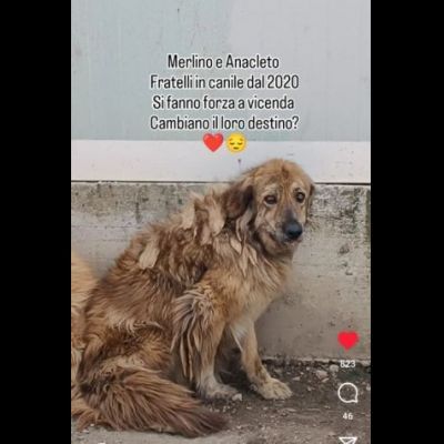 MERLINO E ANACLETO FRATELLI INSEPARABILI CANI IN ADOZIONE DI COPPIA - Foto 3