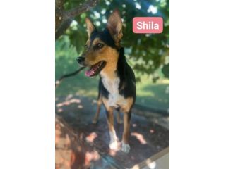 DIANA E SHILA CAGNOLINE IN ADOZIONE