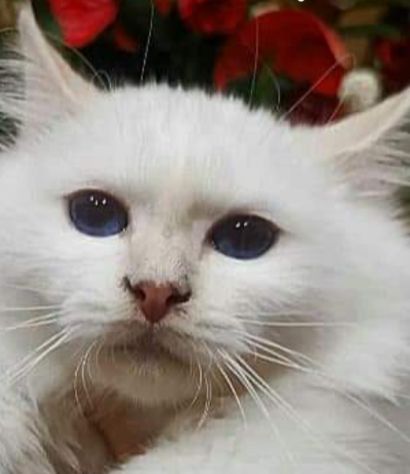 Animali - Foto 7