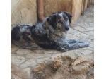 Yali 5anni kg25 vissuto in 1lager. PROV.PAVIA