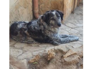Yali 5anni kg25 vissuto in 1lager. PROV.PAVIA