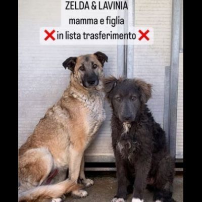 ZELDA (mamma) E LAVINIA (figlia), dolcissime CAGNOLONE IN ADOZIONE