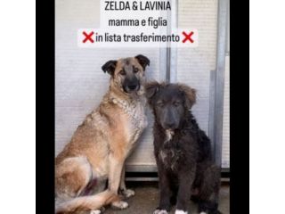 ZELDA (mamma) E LAVINIA (figlia), dolcissime  CAGNOLONE IN ADOZIONE