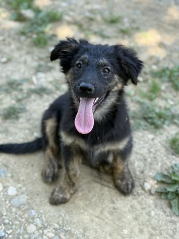 VANA, cucciola coccolosissima! TG MEDIO PICCOLA