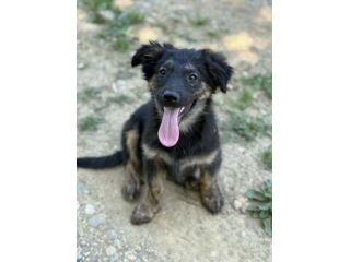 VANA, cucciola coccolosissima! TG MEDIO PICCOLA