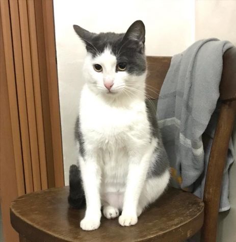 Piuma, micia molto dolce e sofficissima - Foto 4