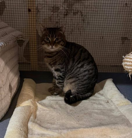 TIGRO, tenero gatto adulto in adozione! - Foto 4