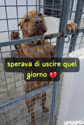 ARIA PITBULL 10 ANNI IN CANILE DA TROPPI ANNI - Foto 2