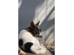 Bonnie: adozione del cuore