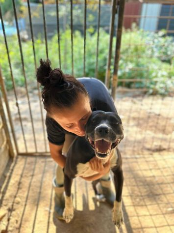 ROSA, mix STAFFY incredibilmente coccolona! - Foto 4