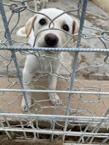 CUCCIOLI 2 MESI SIMIL LABRADOR taglia media - Foto 3