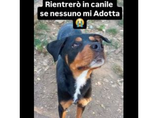 CORA CAGNOLINA IN ADOZIONE