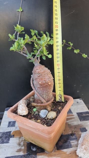 Cactus Caudex Bonsai -  Fokea Edulis - RARA! - Foto 6