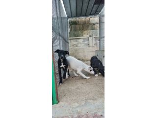 Cuccioli Amstaff 250 con pedigree
