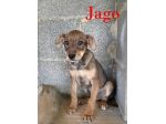 Aron e Jago cuccioli dolcissimi in adozione