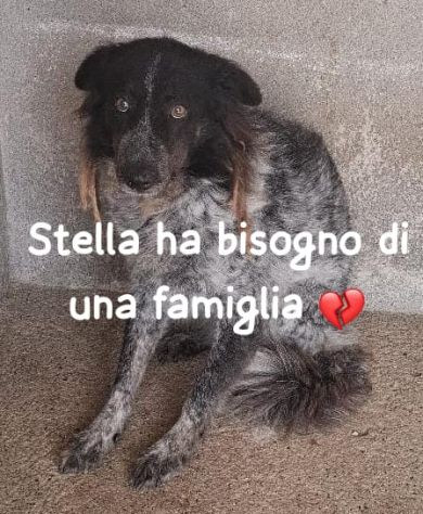 STELLA 6 ANNI taglia media IN CANILE