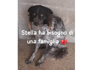 STELLA 6 ANNI taglia media IN CANILE