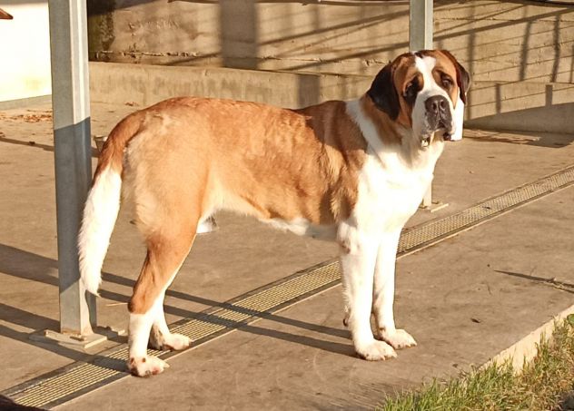 San Bernardo cuccioli strepitosi - Foto 6