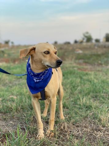 Zico il cagnolino che aspetta una famiglia - Foto 10