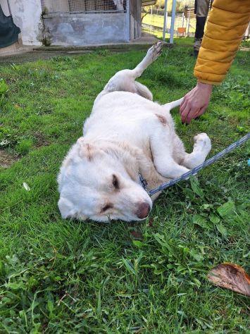 MARIA MERAVIGLIOSA e SOCIEVOLE, CANE IN ADOZIONE - Foto 8
